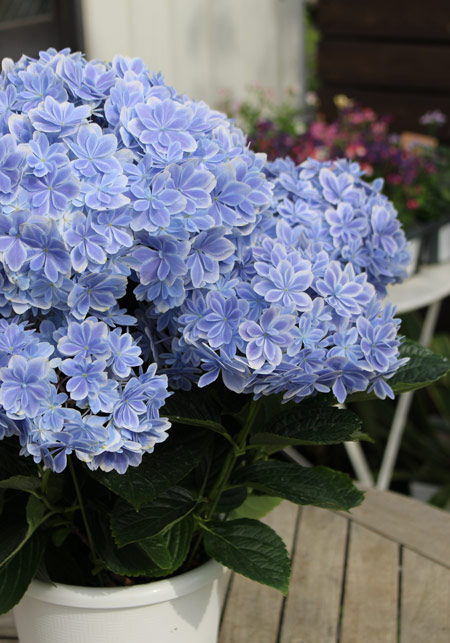 20个绣球品种个个开花大如球新手不要错过