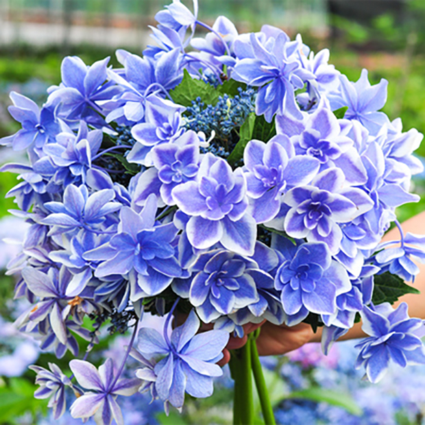 蒙娜丽莎7,魔幻海洋6,万华镜5,罗斯3,凌波2,含羞叶1,蒂沃利绣球花的