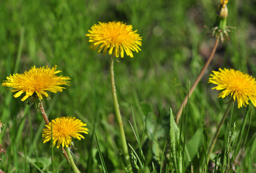 蒲谷丁又称"尿床草",具有很好的利尿消炎作用,和黄须一起可增益其排石
