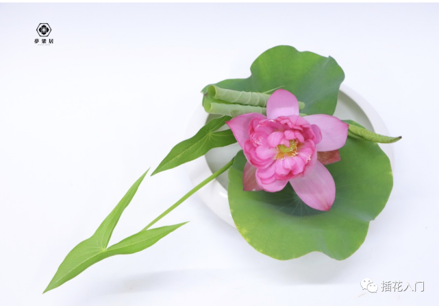 夏天的风 在花与叶中捉迷藏 杏花 杨柳 大树