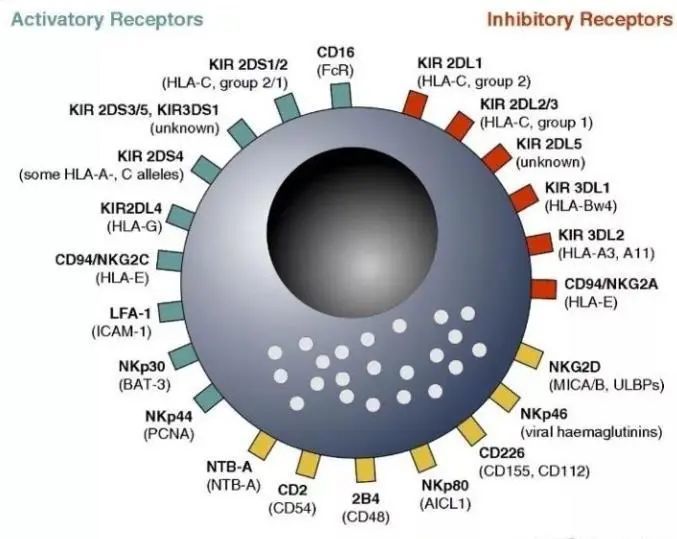 解读免疫系统三大功能一免疫监视
