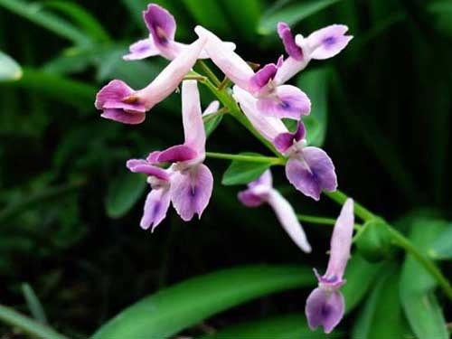 诗词中的 夏 药及其药用价值 半夏 配伍 益母草 夏至草 中药