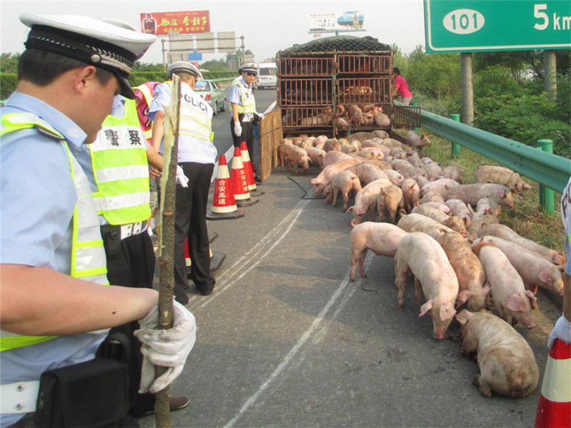 大家平时在路上有没有见过卡车拉着一车的猪,牛等活体动物?