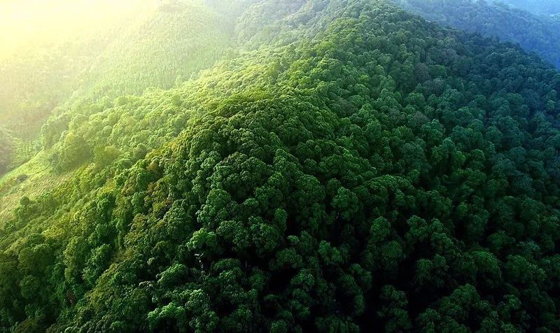 南平建瓯:全国最大的人工古森林群落—万木林