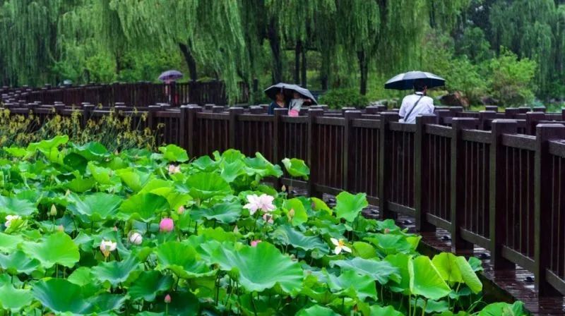 梅雨季来临 来这里听雨赏荷品味 水韵江苏 腾讯新闻