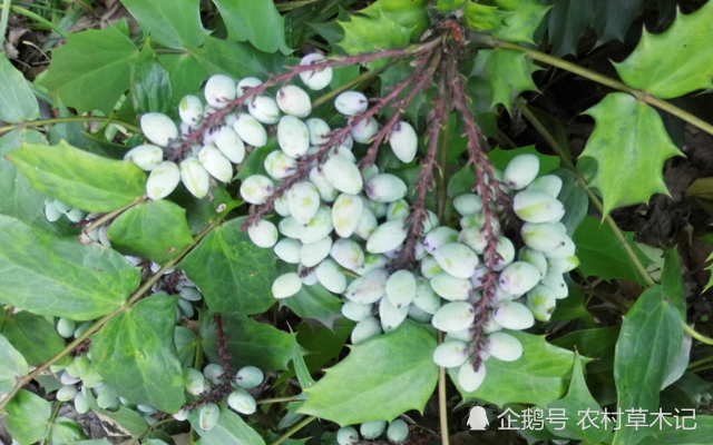 它为"鸟不宿",告诉家乡人,别因长有倒刺而砍掉,太珍贵了