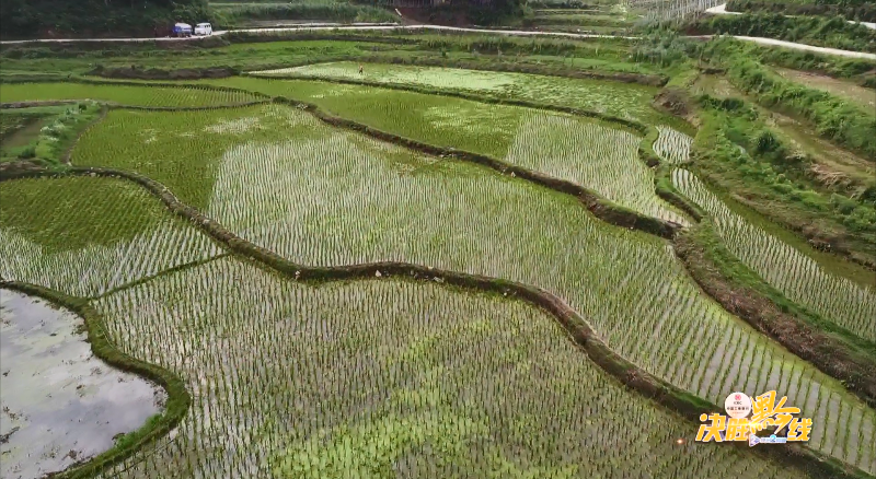 一块看似普通的稻田里,藏着乡亲们的"淘金梦"