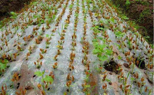 可能与侧蔓生长有关,种植户要及时去蔓|苦瓜|挂果|种植户|育苗|移栽