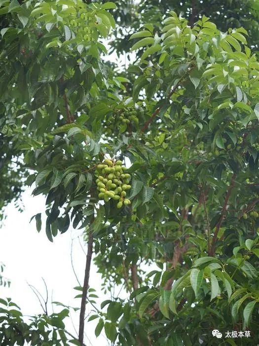 青果见过吗用于咽喉肿痛解河豚毒及酒毒