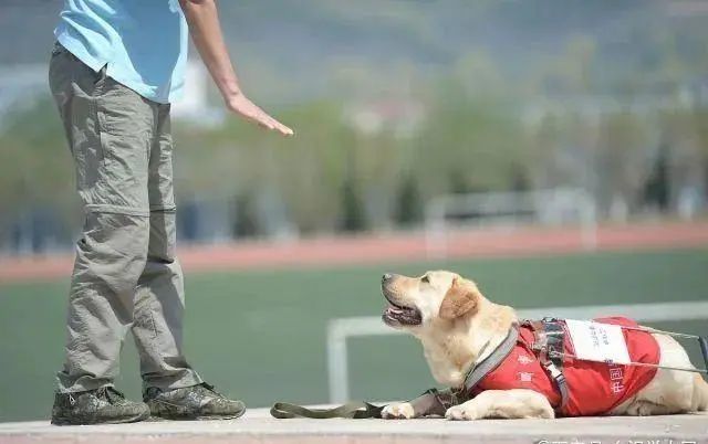 日本一名导盲犬退休回家相隔11年见亲人表现使众人落泪