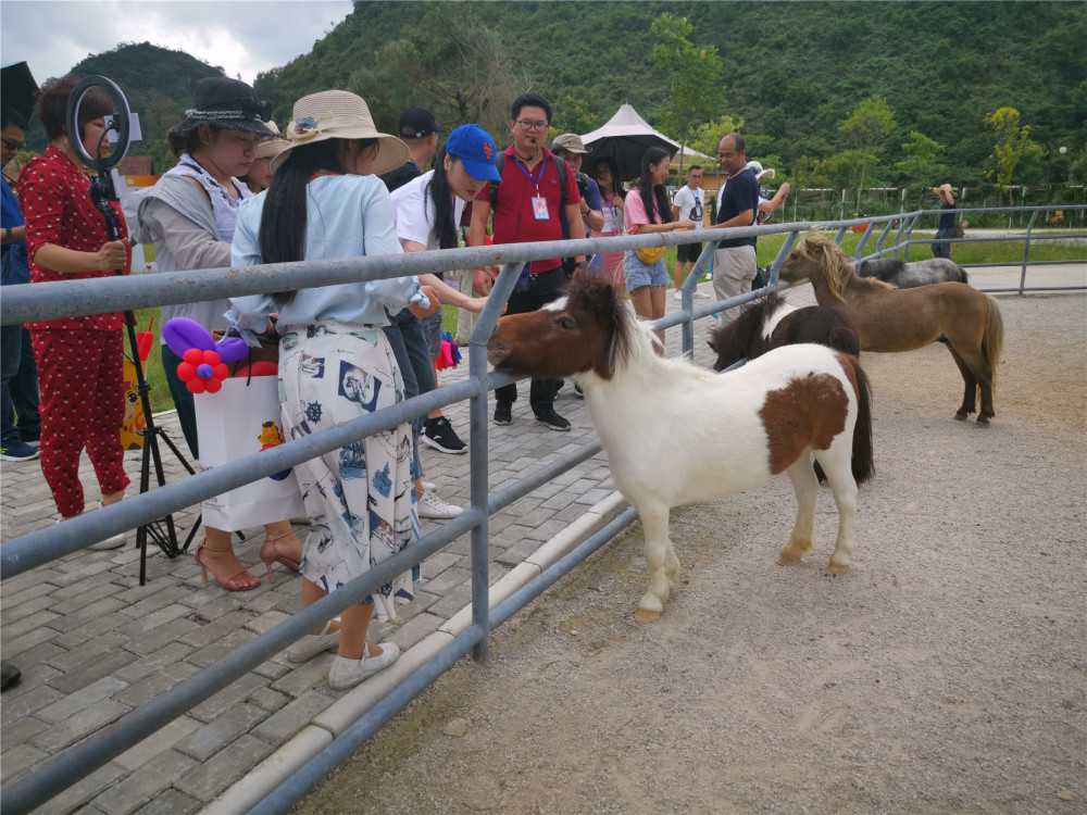 "相约壮乡德保,探秘矮马王国"体验矮马王国神秘之旅