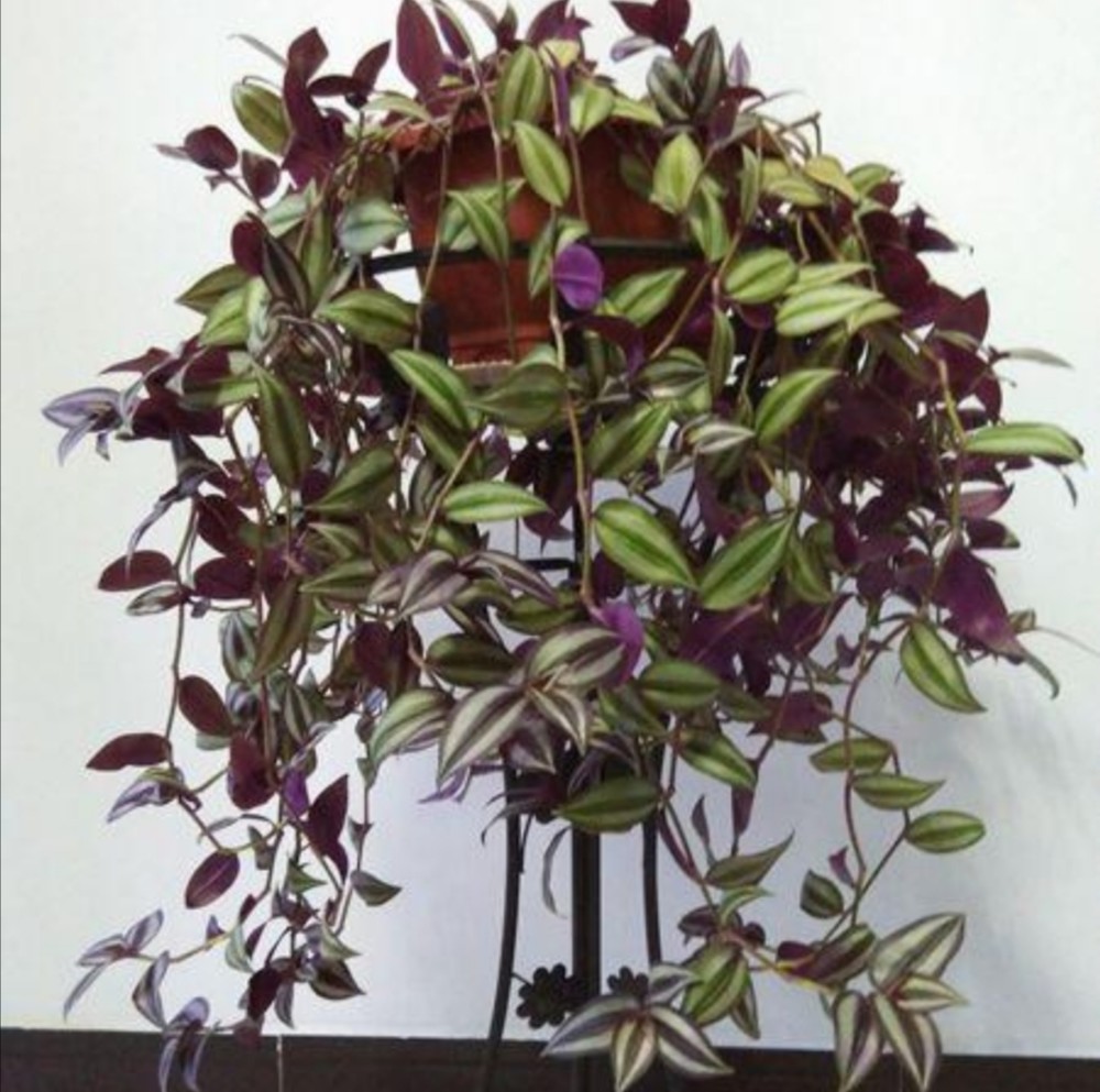 养吊竹梅盆栽,掌握4个养护"技巧",长得茂盛,色彩斑斓