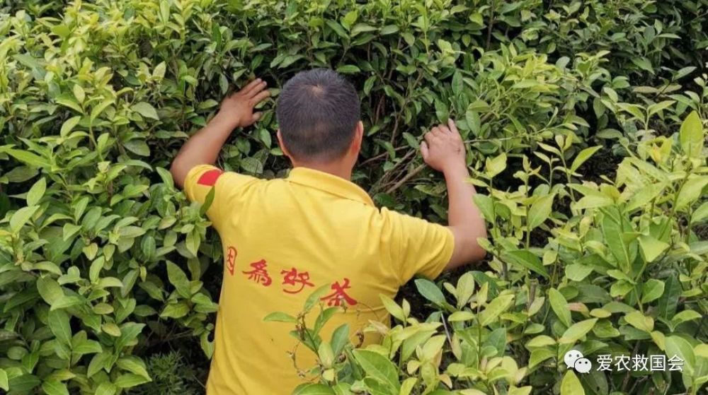生物学|茶红素的生物学活性