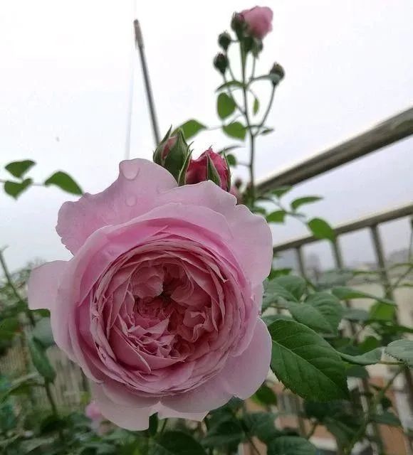 自由精神是英國austen培育的一種藤本月季,開淡粉色的花朵,多季持續