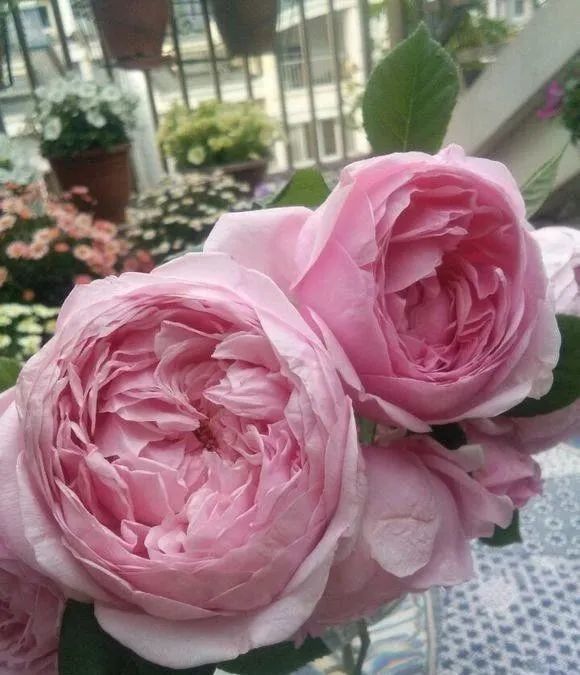 繁育:austen原产地:英国耐荫性:喜光花径:7cm香味:浓香花期:多季持续