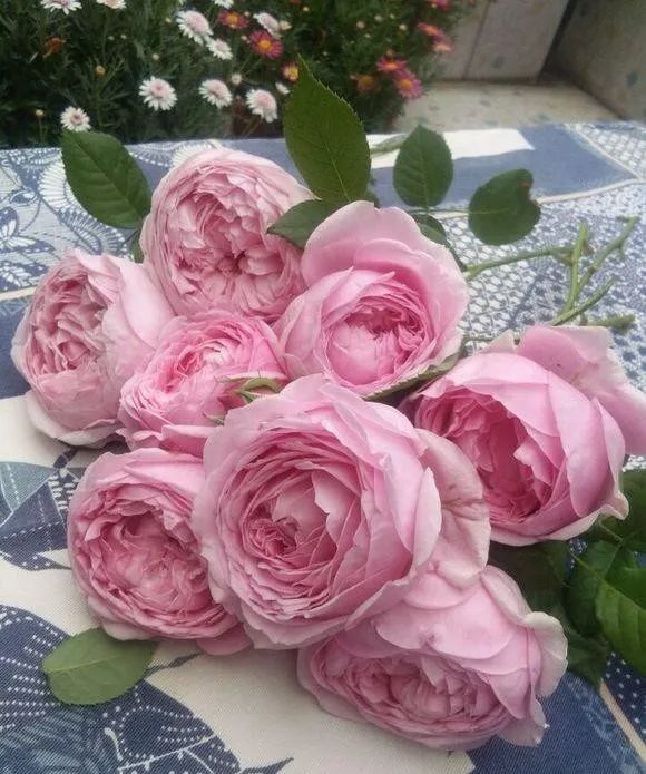 繁育:austen原产地:英国耐荫性:喜光花径:7cm香味:浓香花期:多季持续