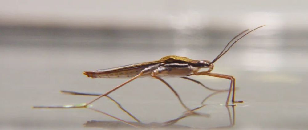 科学家|一个浪费科学家的自白：为什么我要研究这些“无用之物”？