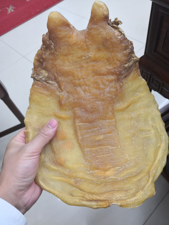 鱼胶第四期它是世界五大顶级名胶中的一种还荣获了鱼胶界中的两最