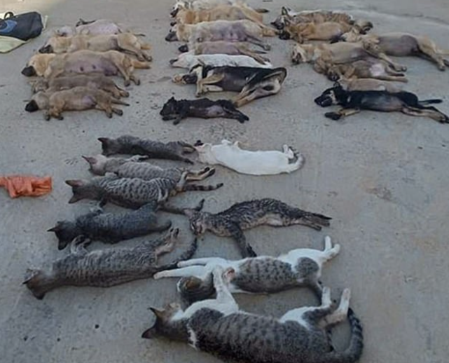 情侣毒杀数十只宠物猫狗作为食品出售,成堆尸体躺在地上触目惊心