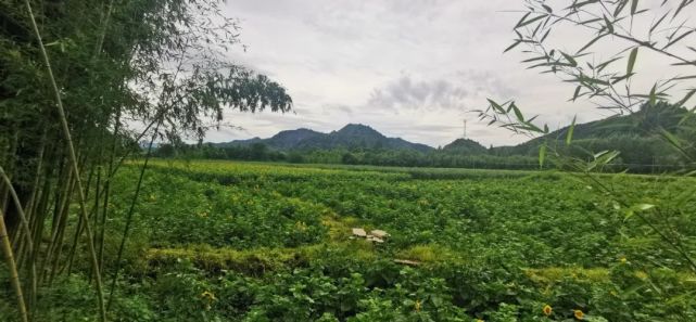 宁国这个地儿 竟然藏着一片绝美向日葵花田 我想带你去看看