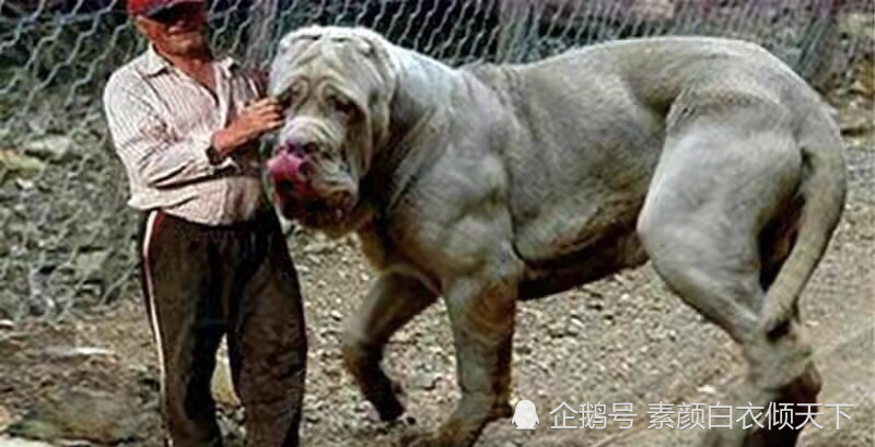 世界上 最大 的狗 藏獒见了撒腿就跑 究竟有多可怕 腾讯新闻
