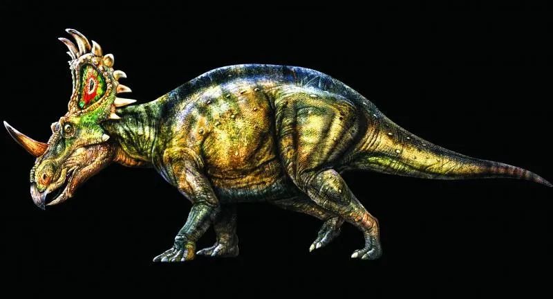 中国角龙长角的中国脸