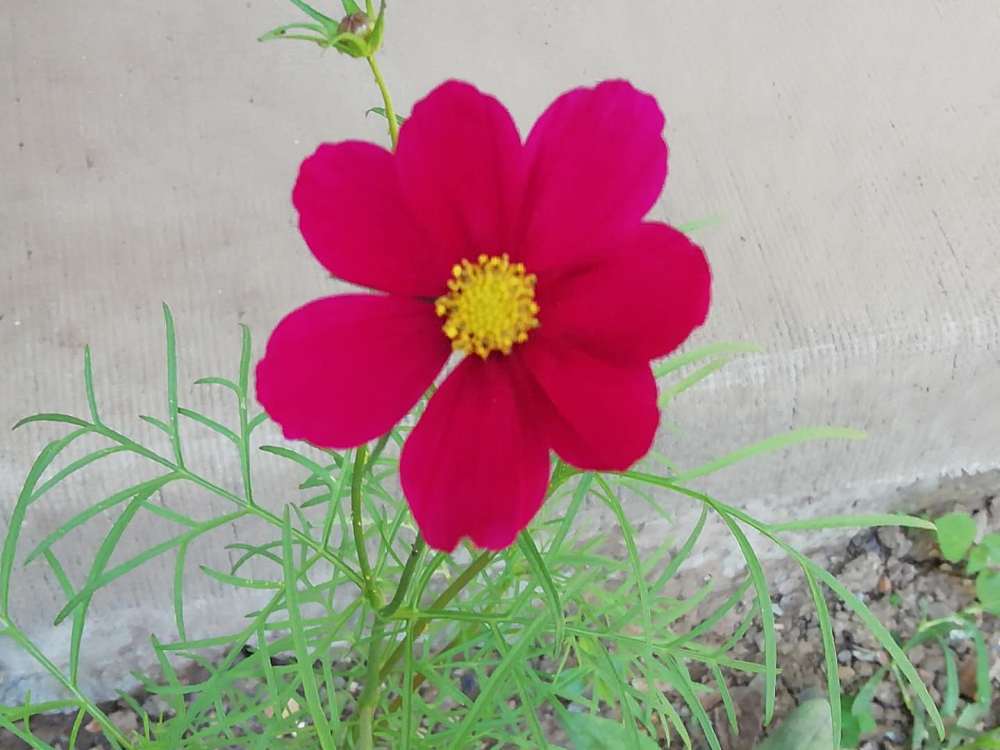 小小百花园之五 草花好养活又美观繁育花苗只需简单五步 腾讯新闻