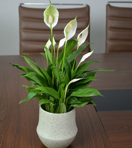 喜欢种植白掌,这里有小技巧,快来看看吧