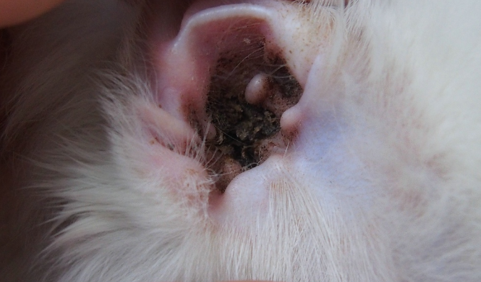 宠物耳螨应该注意什么?看看你知道吗?