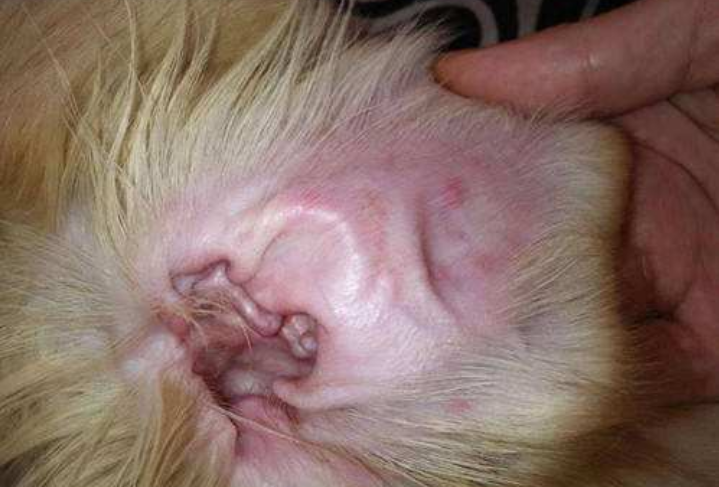 宠物耳螨应该注意什么看看你知道吗