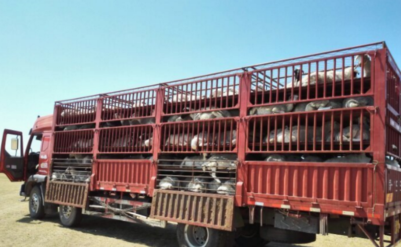 养羊业要变天了!