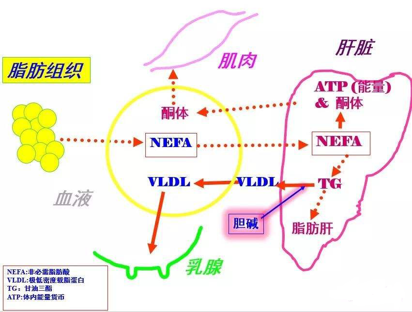 非酒精性脂肪肝|【非酒精性脂肪肝】有了新名字！相应治疗也有了新对策