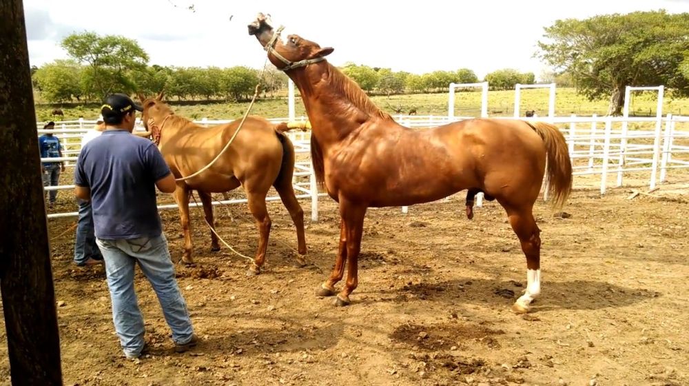 公马第一次见母马,瞬间失去了理智,镜头记录激烈过程!