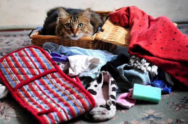 猫咪为啥爱"藏东西"?主要出于5个原因,主人的东西它最爱藏!