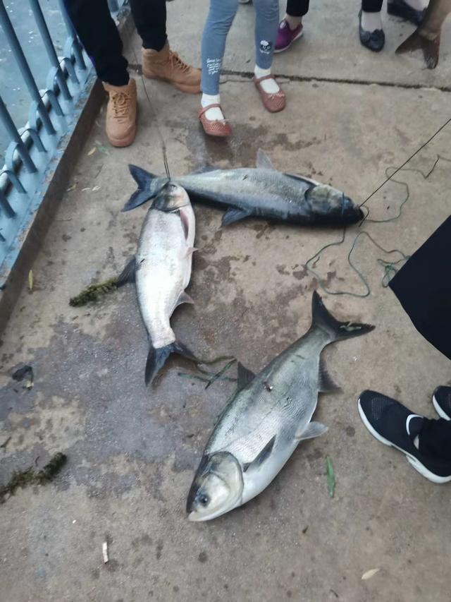 大理上千条鱼跳出洱海引发市民担心很多半米长是地震前兆吗