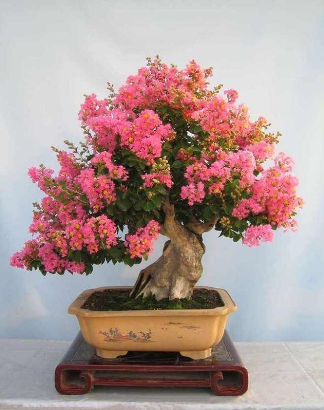 看下图,就是花友"上海忍者"种植的紫薇盆栽,造型婀娜多