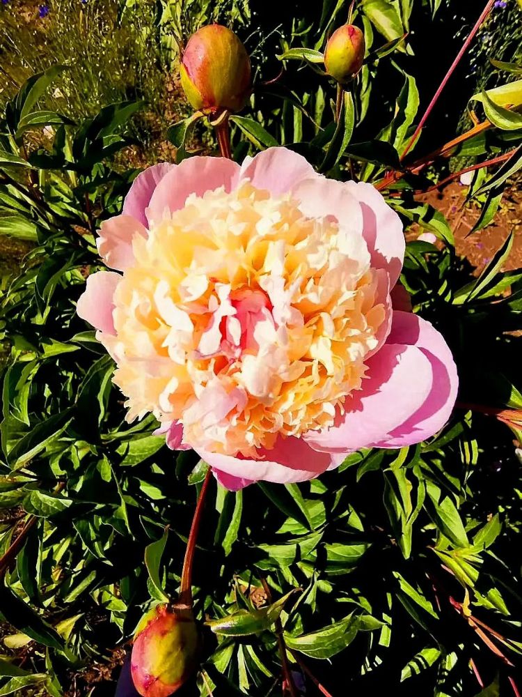 惹人怜爱却也千娇百媚虽然不似牡丹富贵华丽花开时节,芍药丛中影影