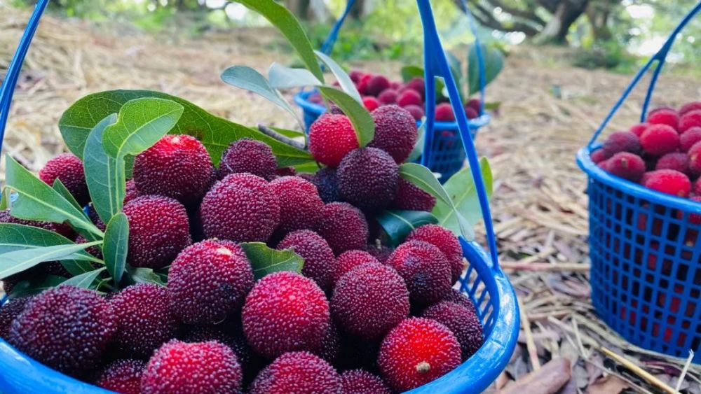 六月杨梅俏江南渚山杨梅占一枝初夏到长兴吃杨梅去