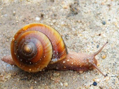 巨型海蜗牛,日本人一刀撬开直接生吃,网友:确定能吃?