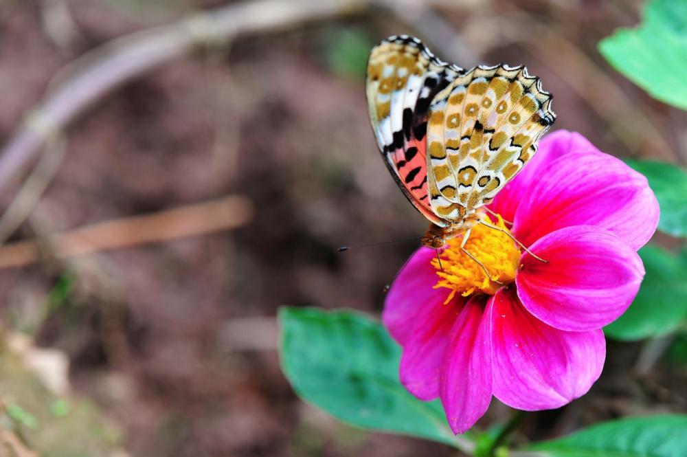 夫妻有以下几星座的 年轻时受苦越多 老了以后就越有钱 腾讯新闻