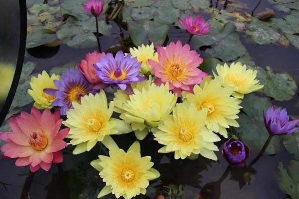 江苏徐州 莲花 牡丹 百合花 这里的 钱 景 好香呀 腾讯新闻