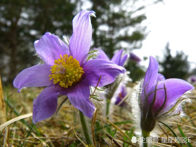 6月17日 21日星座运势 巨蟹精力充沛 天秤集思广益 双鱼配合默契 巨蟹座 天秤座 星座运势 双鱼座