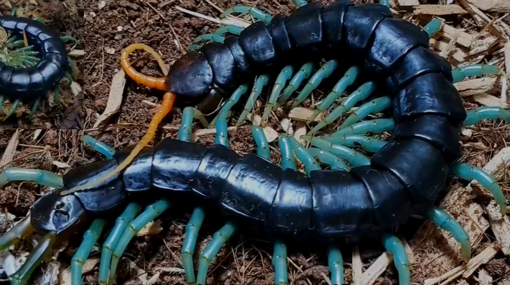 五毒中的蟾蜍跟蜈蚣中最厉害的种类曾导致生态失衡