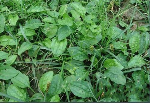 农村随处可见的驴耳朵草却是农村人爱吃的野菜夏季的美味