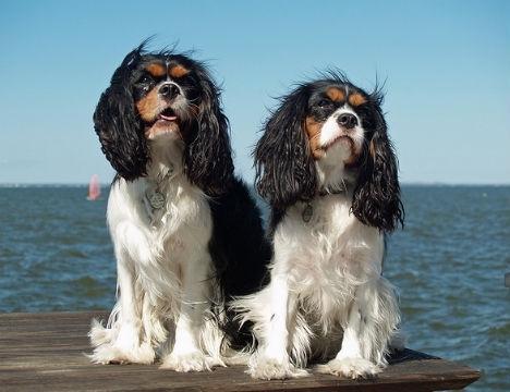 波浪卷小可愛可卡和查理王子小獵犬史賓格有哪些不同