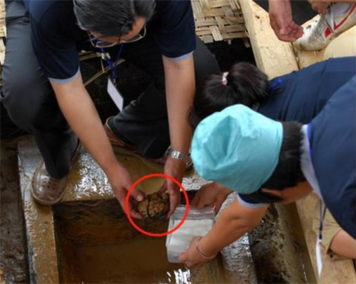 大脑|英国出土一颗神秘大脑，存活了长达2600年，它是怎么做到的？