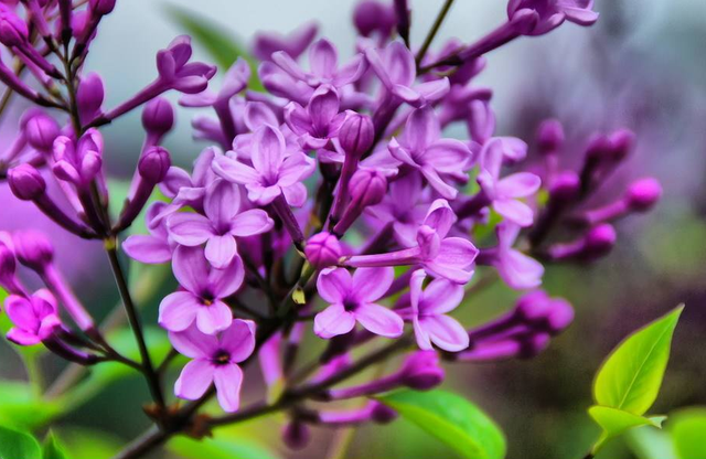 丁香花 幽香沁鼻 这个夏日 不知疲倦 抱蕾绽放 整日好心情 腾讯新闻