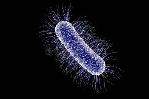 一般认为该菌群细菌可包括大肠埃希菌,柠檬酸杆菌,产气克雷伯氏菌和