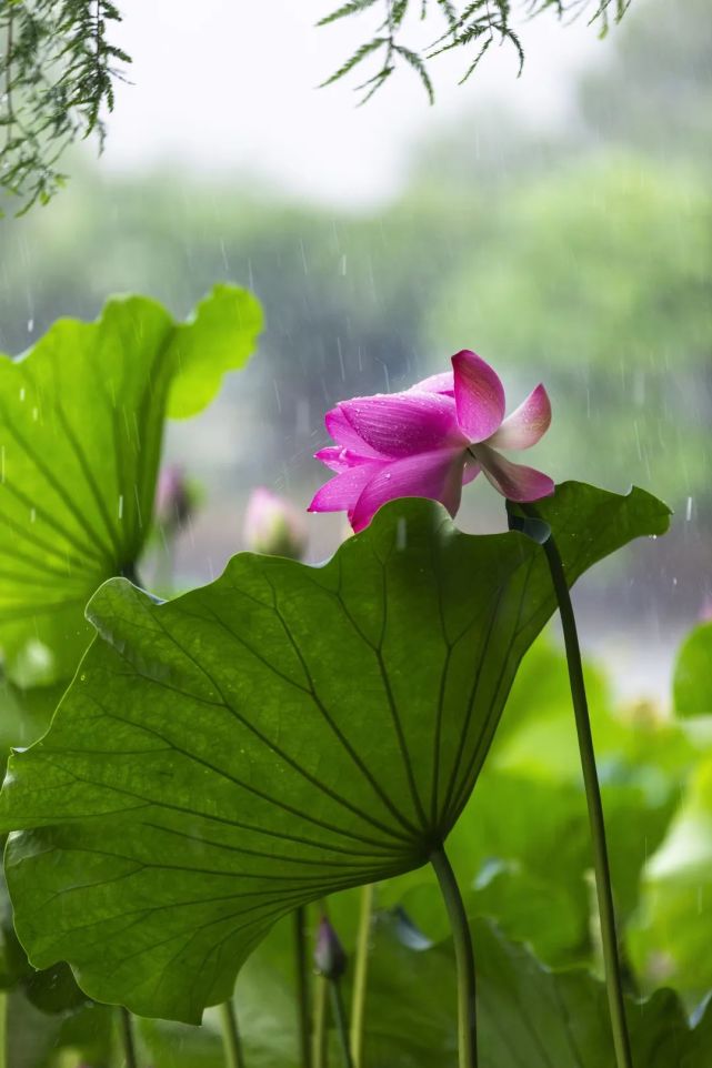 梅雨时节的金陵 太可了 腾讯网