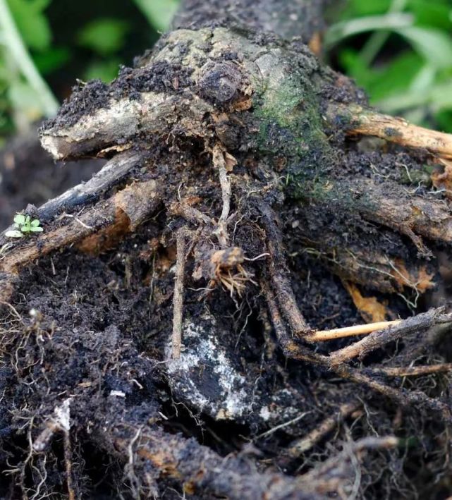 室内植物烂根前的几个症状看好了 教你如何判断并拯救烂根植物 烂根 根腐病